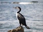 Pied shag | Kāruhiruhi. Adult on rock. Kaikoura Peninsula, February 2009. Image © Alan Tennyson by Maria Walker.