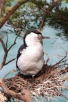 Pied shag | Kāruhiruhi. Adult in breeding plumage, showing nuptial plumes on hind neck and bright coloration about eye, face and gape. Yellow Point, Abel Tasman National Park, March 2015. Image © Rob Lynch by Rob Lynch.