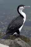 Pied shag | Kāruhiruhi. Adult. November 2008. Image © Peter Reese by Peter Reese.