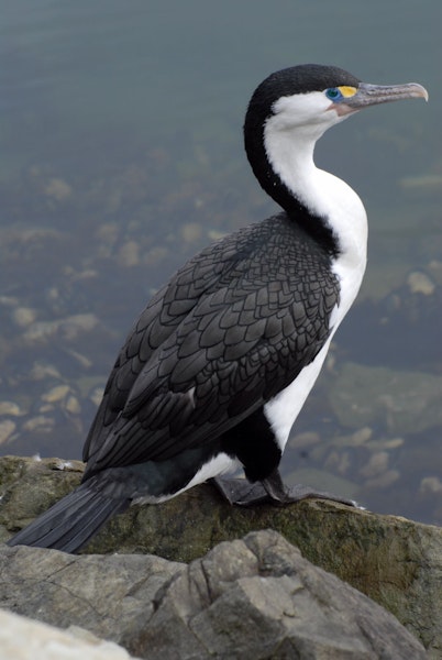 Pied shag | Kāruhiruhi. Adult. November 2008. Image © Peter Reese by Peter Reese.