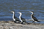 Pied shag | Kāruhiruhi. Immature bird following two adults. Thornton, April 2011. Image © Raewyn Adams by Raewyn Adams.