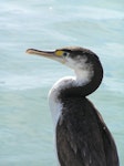 Pied shag | Kāruhiruhi. Juvenile. Whangaparaoa, Auckland, January 2006. Image © Josie Galbraith by Josie Galbraith.