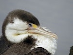 Pied shag | Kāruhiruhi. Juvenile showing facial skin. Ruawai, December 2012. Image © Thomas Musson by Thomas Musson.