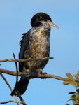 Pied shag | Kāruhiruhi. Juvenile. Waimanu Lagoon, Waikanae, November 2012. Image © Alan Tennyson by Alan Tennyson.