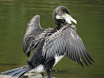 Pied shag | Kāruhiruhi. Juvenile drying wings. Warkworth, January 2012. Image © Thomas Musson by Thomas Musson.