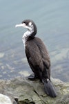 Pied shag | Kāruhiruhi. Juvenile showing back. Picton, October 2008. Image © Peter Reese by Peter Reese.