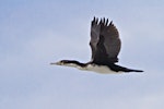 Pied shag | Kāruhiruhi. Immature in flight. Mount Maunganui, January 2012. Image © Raewyn Adams by Raewyn Adams.