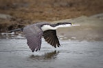 Pied shag | Kāruhiruhi. Adult in flight showing upperwing. Orewa, October 2009. Image © Tony Whitehead by Tony Whitehead.