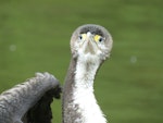 Pied shag | Kāruhiruhi. Front view of juvenile. Warkworth, November 2012. Image © Thomas Musson by Thomas Musson.