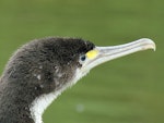 Pied shag | Kāruhiruhi. Close view of juvenile head. Warkworth, November 2012. Image © Thomas Musson by Thomas Musson.