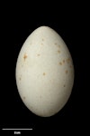 Pied shag | Kāruhiruhi. Egg 59.7 x 38.6 mm (NMNZ OR.006955, collected by Captain John Bollons). Little Barrier Island, August 1906. Image © Te Papa by Jean-Claude Stahl.