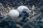 Pied shag | Kāruhiruhi. Nest with 2 eggs and newly-hatched chick. D'Urville Island, July 1962. Image © Department of Conservation (image ref: 10038148) by Colin Roderick, Department of Conservation.