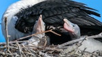 Pied shag | Kāruhiruhi. Two chicks in nest. Wairau River, November 2020. Image © Derek Templeton by Derek Templeton.