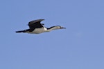 Pied shag | Kāruhiruhi. Side view of adult in flight. Tauranga, October 2011. Image © Raewyn Adams by Raewyn Adams.