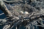 Pied shag | Kāruhiruhi. Nest with 3 eggs. Great Mercury Island, Mercury Islands, September 1962. Image © Department of Conservation (image ref: 10035859) by John O'Brien, Department of Conservation.