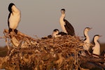 Pied shag | Kāruhiruhi. Breeding pair with chick. Wairau Lagoons, November 2011. Image © Will Parsons by Will Parsons.