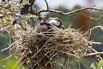 Pied shag | Kāruhiruhi. Chicks in the nest. Tauranga, February 2010. Image © Raewyn Adams by Raewyn Adams.