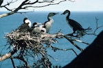 Pied shag | Kāruhiruhi. Adult pair at nest containing large chicks. Little Barrier Island, September 1978. Image © Department of Conservation (image ref: 10035619) by John Kendrick, Department of Conservation.