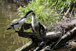 Pied shag | Kāruhiruhi. Adult feeding large chick. Karori Sanctuary / Zealandia, November 2013. Image © David Brooks by David Brooks.