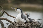 Pied shag | Kāruhiruhi. Adult with young chick. Tauranga, June 2020. Image © Oscar Thomas by Oscar Thomas.