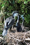 Pied shag | Kāruhiruhi. Adult on nest feeding two chicks about two weeks old. Karori Sanctuary / Zealandia, October 2013. Image © David Brooks by David Brooks.