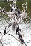 Pied shag | Kāruhiruhi. Adults and large chicks in tree colony. Mayor Island, November 2007. Image © Peter Reese by Peter Reese.