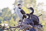 Pied shag | Kāruhiruhi. Two juveniles and an adult at the nest. Tauranga, January 2011. Image © Raewyn Adams by Raewyn Adams.