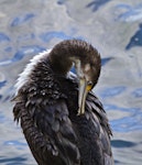 Pied shag | Kāruhiruhi. Immature preening. Mount Maunganui, March 2012. Image © Raewyn Adams by Raewyn Adams.