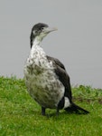 Pied shag | Kāruhiruhi. Fledgling. Waimanu Lagoon, Waikanae, June 2011. Image © Alan Tennyson by Alan Tennyson.