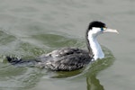 Pied shag | Kāruhiruhi. Adult swimming. Nelson, August 2010. Image © Peter Reese by Peter Reese.