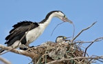 Pied shag | Kāruhiruhi. Adult building nest. Boulder Bank, Nelson, February 2013. Image © Rebecca Bowater by Rebecca Bowater FPSNZ.