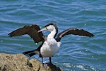 Pied shag | Kāruhiruhi. Adult drying wings. Tauranga, January 2012. Image © Raewyn Adams by Raewyn Adams.