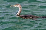 Pied shag | Kāruhiruhi. Juvenile swimming. Mount Maunganui, March 2012. Image © Raewyn Adams by Raewyn Adams.