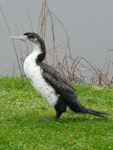 Pied shag | Kāruhiruhi. Fledgling. Waimanu Lagoon, Waikanae, June 2011. Image © Alan Tennyson by Alan Tennyson.