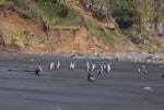 Pied shag | Kāruhiruhi. Flock resting on beach with oystercatcher. Near Muriwai, January 2011. Image © Art Polkanov by Art Polkanov.