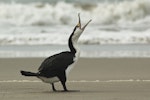 Pied shag | Kāruhiruhi. Adult on beach opening bill. Papamoa Beach, January 2010. Image © Eugene Polkan by Eugene Polkan.