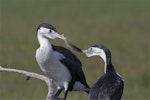 Pied shag | Kāruhiruhi. Courting pair exchanging feather 'gift'. Waikuku Beach, November 2012. Image © Steve Attwood by Steve Attwood.