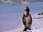 Pied shag | Kāruhiruhi. Immature ventilating. Kaikoura coast, November 1995. Image © Albert Aanensen by Albert Aanensen.