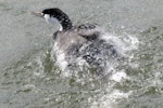 Pied shag | Kāruhiruhi. Adult bathing. Nelson, August 2010. Image © Peter Reese by Peter Reese.