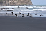 Pied shag | Kāruhiruhi. Flock taking off together. Near Muriwai, January 2011. Image © Art Polkanov by Art Polkanov.