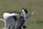 Pied shag | Kāruhiruhi. Courting pair about to exchange feather 'gift'. Waikuku Beach, November 2012. Image © Steve Attwood by Steve Attwood.