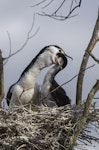 Pied shag | Kāruhiruhi. Adult feeding young on nest. September 2014. Image © Kathy Reid by Kathy Reid.