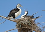 Pied shag | Kāruhiruhi. Pair of adults on nest. Boulder Bank, Nelson, February 2013. Image © Rebecca Bowater by Rebecca Bowater FPSNZ.