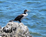 Pied shag | Kāruhiruhi. Juvenile standing on rock. Green Point, Porirua City, March 2005. Image © Ian Armitage by Ian Armitage.