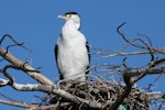 Pied shag | Kāruhiruhi. Adult standing on nest in tree. Boulder Bank, Nelson, December 2007. Image © Rebecca Bowater FPSNZ by Rebecca Bowater FPSNZ.