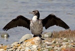 Pied shag | Kāruhiruhi. Juvenile drying wings. Boulder Bank, Nelson, January 2012. Image © Rebecca Bowater FPSNZ by Rebecca Bowater FPSNZ.