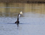 Pied shag | Kāruhiruhi. Adult trying to eat a flounder that was too big - it failed. Little Waihi estuary, March 2014. Image © Raewyn Adams by Raewyn Adams.