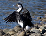 Pied shag | Kāruhiruhi. Adult drying wings showing primaries. Haulashore Island, Nelson, June 2009. Image © Rebecca Bowater FPSNZ by Rebecca Bowater FPSNZ.