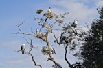 Pied shag | Kāruhiruhi. Colony in tree. Tauranga, September 2011. Image © Raewyn Adams by Raewyn Adams.