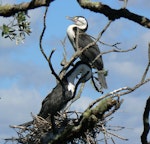 Pied shag | Kāruhiruhi. Pair at nest, one preening. Bay of Islands, January 2011. Image © Joke Baars by Joke Baars.